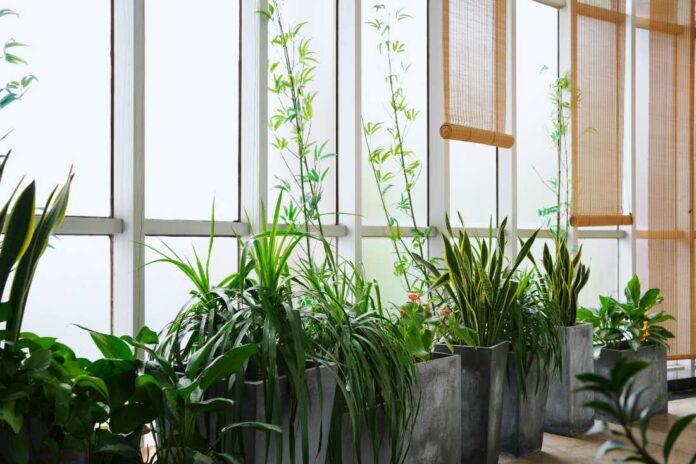 a green house