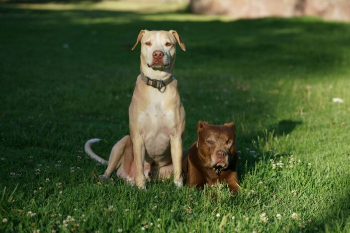 two dogs with Collars